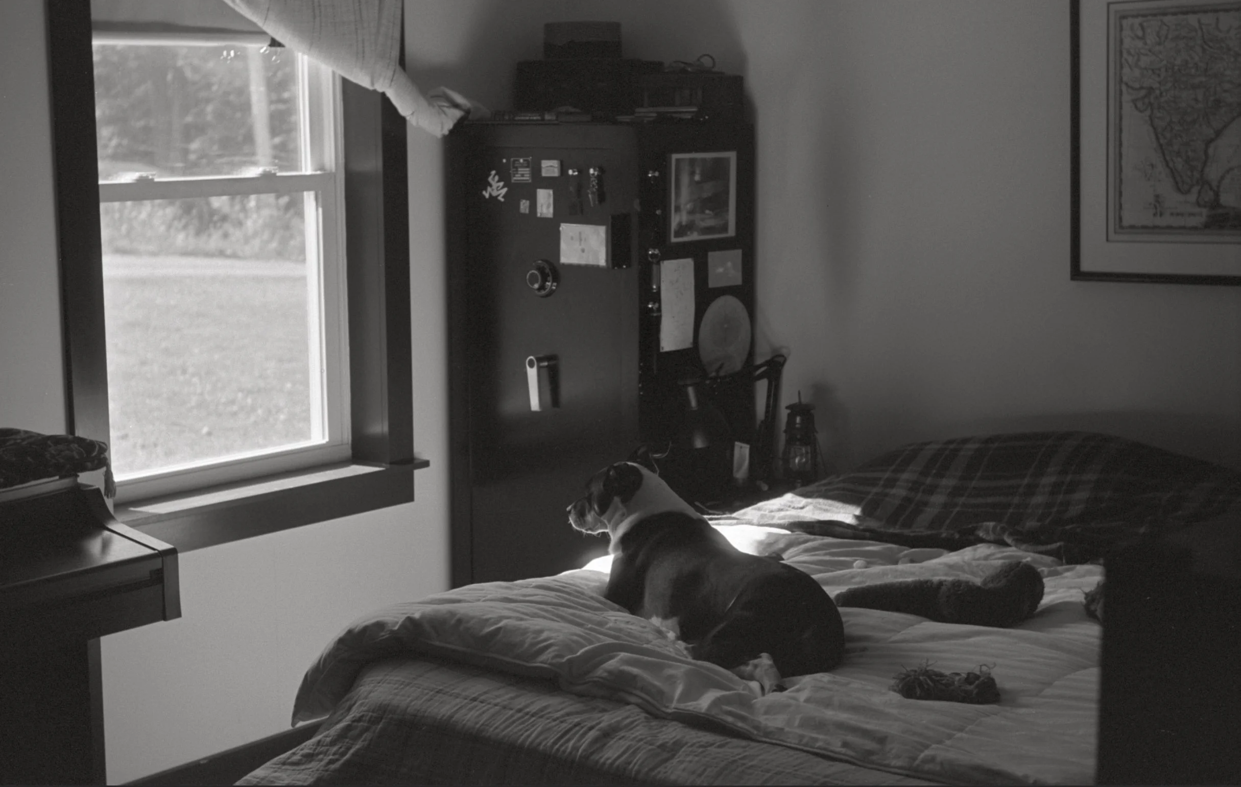 Little Rain Dog The Dog in the Clouds